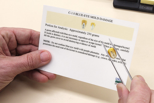 Inspector comparing a kernel of corn to the reference for mold damage.