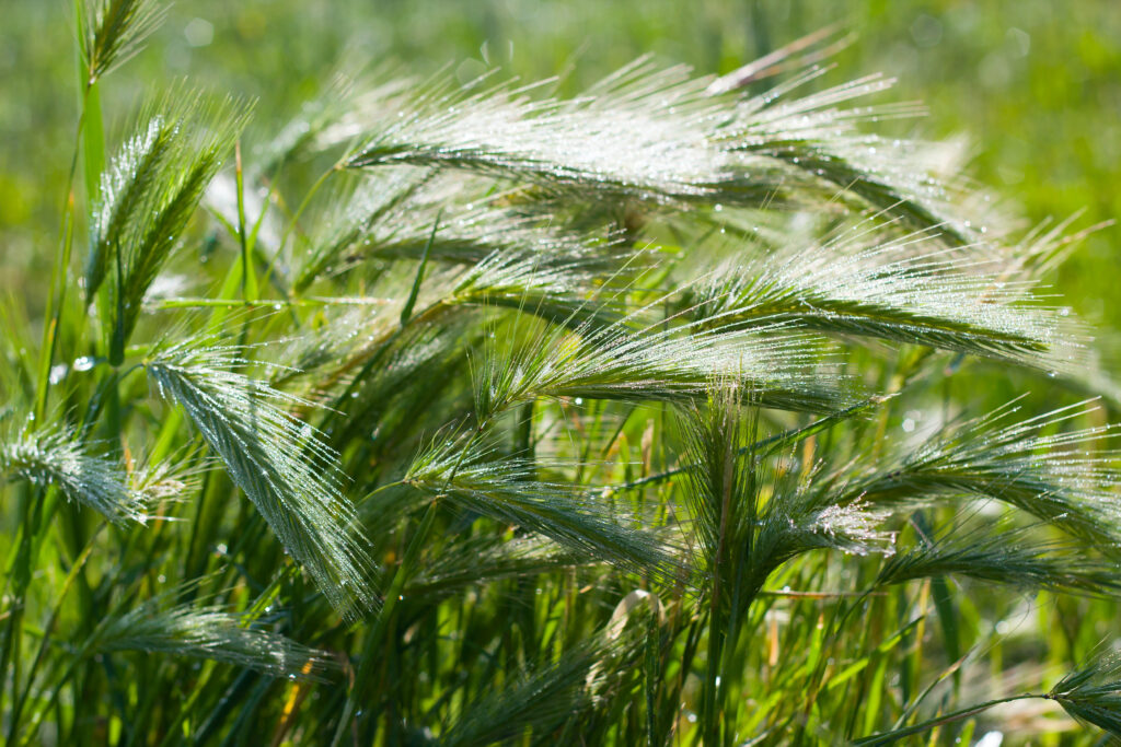 Rogge , rye stamen in the morning dew