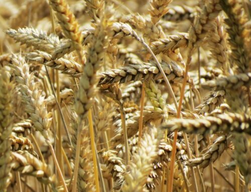 4 Fun Facts About Rye