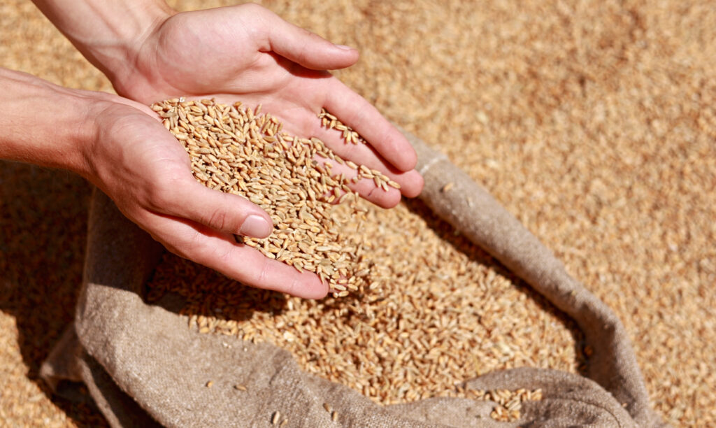 Wheat grains in a hand after good harvest of successful farmer. Hands of farmer puring and sifting wheat grains in a jute sack. agriculture concept. Business man checks the quality of wheat.